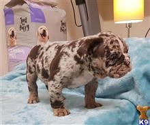 french bulldog puppy posted by Jessica reynolds